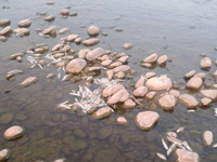 Basanter river in Samba becomes fish graveyard