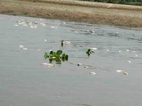 Rajasthan flagged polluted water from Punjab last year