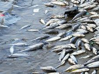 Thousands of fishes found dead in the lake of Kanpur zoo