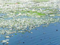 Hyderabad: Pollutants in Musi rise, river becomes sewage