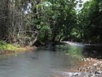 Pollution board to clean Jhalana forest rivulet
