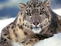 Himachal Pradesh to begin breeding snow leopards in captivity