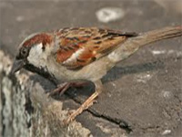 Telengana: Common sparrow is now a rare sight