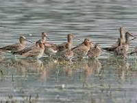 Sultanpur National Park shut after 40 birds found dead