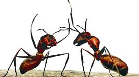 Can ants save Earth from global warming?