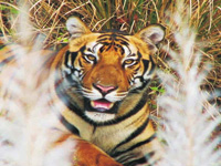 Earning their stripes in tiger conservation