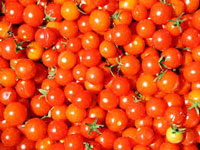 Tomatoes can fight stomach cancer