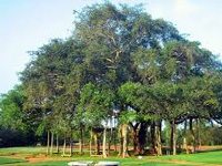Epic act: NGT battles for Kurukshetra's 'Gita tree'