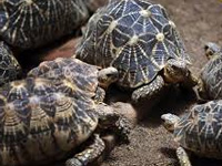 Poaching endangers Andhra Pradesh turtles