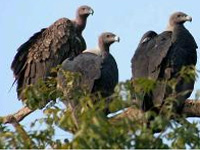 Vulture culture atop coconut palms sends bird numbers soaring