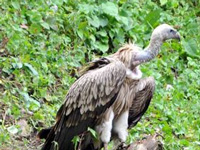 Drug ban gives vultures wings, improves diversity