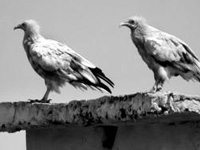 5 vulture species spotted at 1 spot in Bhavnagar