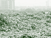 BMC’s 2015 affidavit had estimated waste generation to go up to 15,000 mt by 
