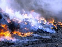 NGT bans burning of garbage in Vrindavan
