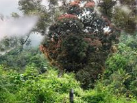 Kerala government seeks Rs 400 crore from Centre for forest department