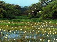 Resolution must for saving wetlands: Wildlife board