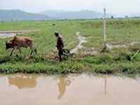 MoEF focuses on Yamuna wetland