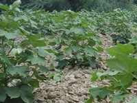 Whitefly eats up 40% cotton crop in Fazilka