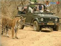 Issue guidelines for tourists visiting Ranthambore