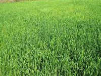 Single variety paddy seeds reason for pest attacks in Odisha: AIKMS