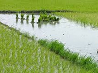 Global warming may have ‘devastating’ effects on rice