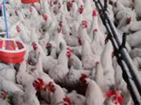 Manipur on high alert to tackle bird flu