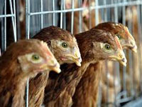 Centre issues bird flu alert
