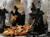 Precautions taken against bird flu outbreak in Erode