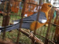 Indonesian birds on the brink as forests plundered