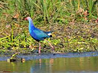 Forest dept, BNHS to count birds in wetlands around city