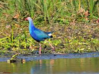 Sultanpur park shut after 5 dead ducks found in Hisar