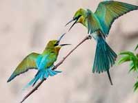 Declining numbers of Blue-tailed bee-eater worry conservationists