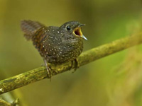 Birdwatchers spot one nearly extinct, 4 endangered species
