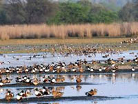 Bird flu: Haryana forest dept monitoring birds at Sultanpur National Park