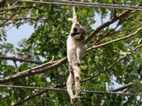 Steel flyover is a threat to the slender loris