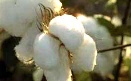 A decade of Bt cotton in Madhya Pradesh: a report