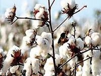 Genetically modified Bt Cotton: Africa’s Burkina Faso sets an example to follow