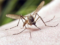 Dengue cases spiral in a fortnight'