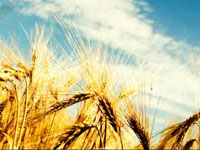 Climate change to impact agri production: VC  