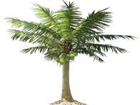 Bill reducing coconut tree to a palm introduced