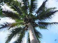 Chipko movement to save coconut trees at Guirim