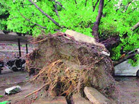 Mumbai: BMC says 11,790 trees de-concretised, NGO rubbishes claim