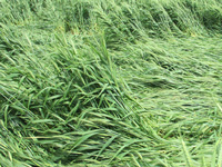 Farmers hit as rain flattens wheat crop