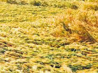 Crop loss: Farmers demand Rs 4,000 per bigha compensation, waiver of power bills, loans