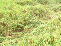 Rain spells worry for paddy growers