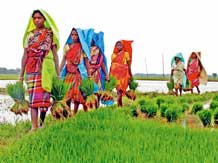 Organic crops ensure steady income to Sirumalai farmers