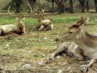Pune animal census: Rise in number of barking deer, chinkara