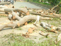 Give data on trees cut for road widening: HC