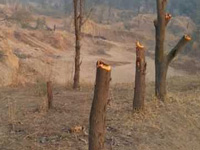 Felling of trees sets alarm bells ringing for Forest dept