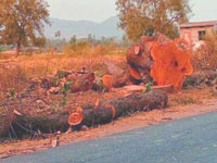 Revoke tree cutting nod for 3 projects: Government to LG